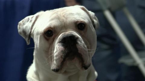 A close up picture of the face of an American bulldog looking straight at the camera, he is white with a few dark markings on one ear, he has big jowls with white whiskers and is looking a bit sad