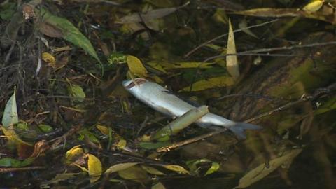 A dead fish in the River Clywedog