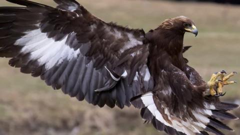 Altai the eagle