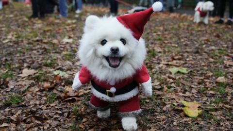 A white dog in a Father Christmas costume stands in a park. There are other dogs behind it. 