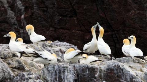 Nine gannets on Bass Rock close up on a shelf.