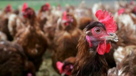 Flock of chickens outside, those in the background are blurred with one near the camera in focus.
