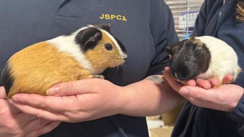 A picture of two women holding guinea pigs in their hands. One guinea pig is ginger, white and black. The other is white and black.