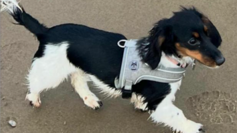 Flora is a black and white miniature dachshund puppy.