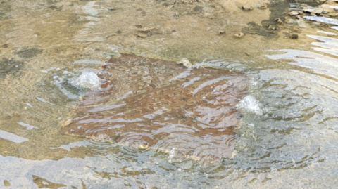 A photo showing water bubbling out of a drain in the road