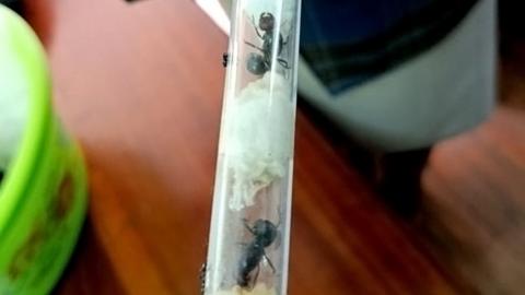 Two ants seen inside a test tube with cotton wool.