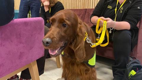 Dog therapy at Jersey Library