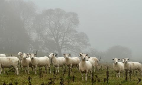 Sheep in a foggy field