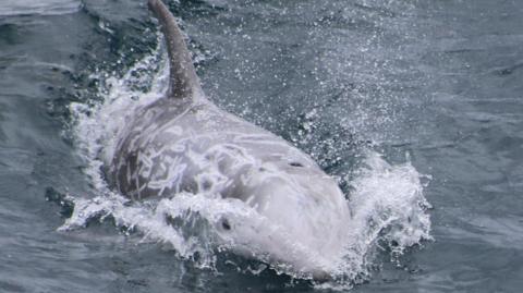 The dolphin is light grey and has scars all over its skin. The dolphin is scooting across the sea's surface, spraying water as it goes.