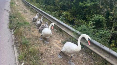 A pair of adult swans and four grey cygnets walking along the edge of a road, with a metal barrier alongside and a hedge beyond it.