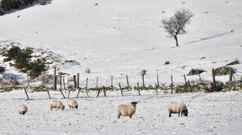 White sheep in a field covered with snow. There is a rickety fence in between the two groups