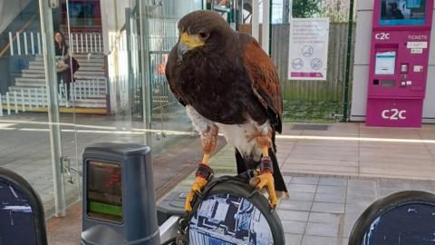 A hawk perched on the barriers at a train station in Essex