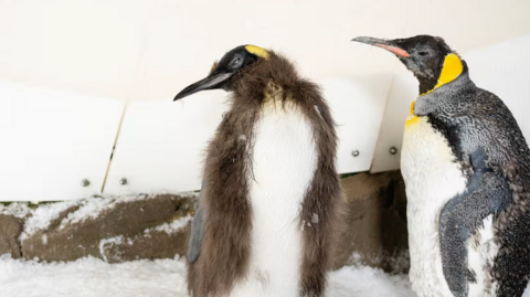 Pesto moulting his brown feathers to reveal his black and white adult coat underneath 