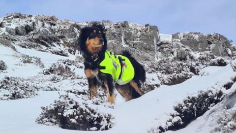 An English Shepherd dog wearing a bright florescent coat with a snowy mountain backdrop.