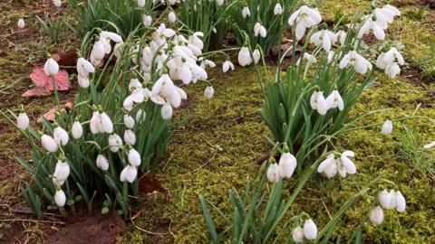 Snowdrops growing out of moss