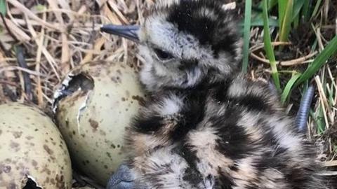 Curlew hatching