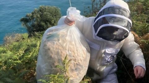 Asian hornets nest on Sark