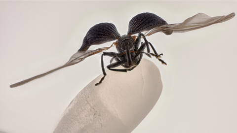 Rice weevil sitting on a grain of rice.