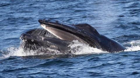 Humpback whale