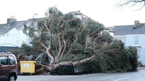 A picture of a tree fallen on top of a house. It is a large tree with a bin and car pictured next to it.