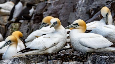 Colony Of Nesting Seabirds Northern Gannets (Morus Bassanus) On Bass Rock Island In The Atlantic Ocean Of Firth of Forth At North Berwick Near Edinburgh In Scotland