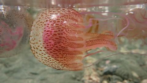 A jelly fish in clear water. It is round on the top, seemingly swimming on its side, with a beige and pink band and speckled with brown dots. On it's bottom are long tentacles, thick in the middle and wispy on the outside. the smallest tentacles are entirely mauve. The backgrounds is grey rock or sand at the sea bottom