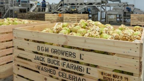 celeriac