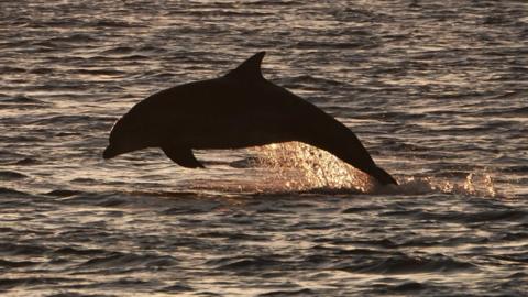 A dolphin off the coast of Berwick