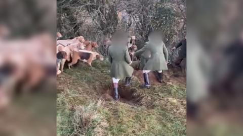 A group of hunters dressed in green dragging a fox out of its den whilst a pack of hounds wait beside them