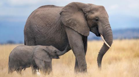 Adult elephant next to a baby elephant. 