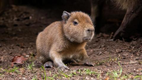 a capybara pup on some soil