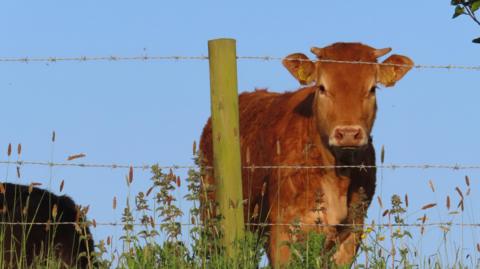 A brown cow looks towards the camera, behind a fence made of barbed wire.