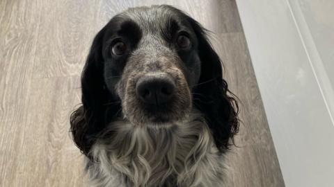 A dog which looks to be a Springer Spaniel cross, looking into the camera. It is sat on laminate flooring.