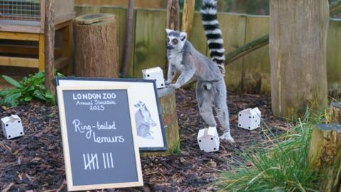 Ring tailed lemur at London zoo