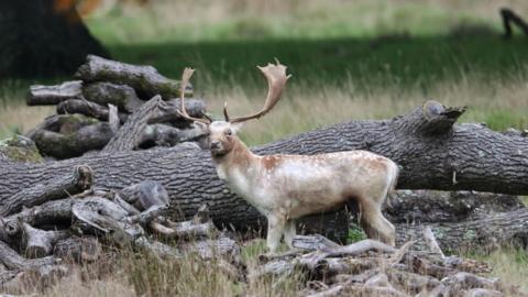 A pale brown stag, with two large antlers, and white spots on his back, stares directly into the camera. There is large fallen tree trunk behind him and other bits of wood lying in the foreground. He is standing in a field with green grass.