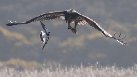 A white-tailed eagle spreads its large wings as it flies across saltmarsh while being chased by a smaller black and white bird