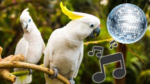 Two white cockatoos are sitting on branches. One is in the foreground and the other is in the background. They look a bit like they're dancing. To the right of them superimposed on the photograph is an image of a disco ball and musical notes.