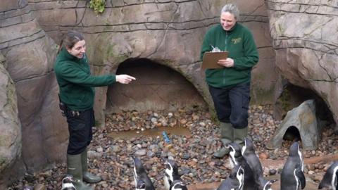 Two zookeepers wearing green jackets, navy trousers and wellington boots count penguins in their enclosure. One of the zookeepers is making a note on a clipboard and the other is pointing and smiling at the penguins.
