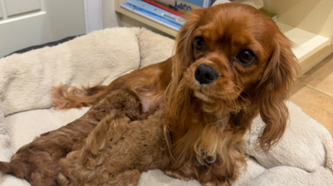 Mabel, a brown King Charles Cavalier Spaniel, lies in a cream dog bed with her two puppies cuddles up beside her