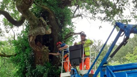 Arboricultural engineers on a crane clearing ivy from an ancient, hollow oak tree