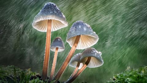 Mycena Swirl by Tony North