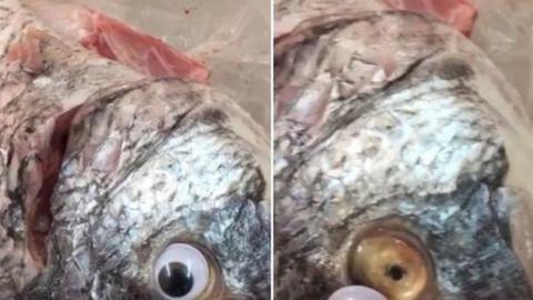 Googly-eyed fish