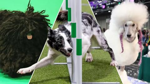 Three dogs from Crufts, including a Hungarian Puli on the left, a Collie in the middle, and a poodle on the right