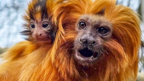 A baby golden lion tamarin clinging to its parent's back