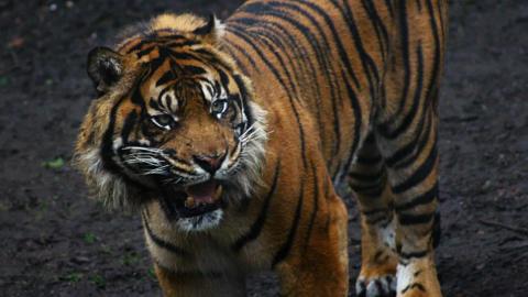 A tiger photographed from the side with its mouth open as if it is roaring. It is standing on muddy ground.