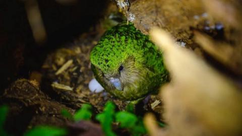 A large green parrot poking out of a nest