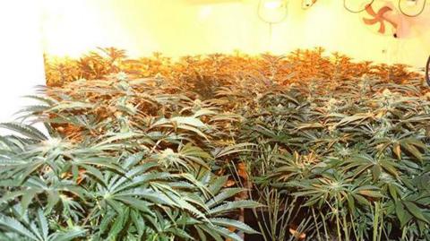 Officers seized about 180 cannabis plants from a semi-detached property in Dale Close, West Bridgford, Nottinghamshire