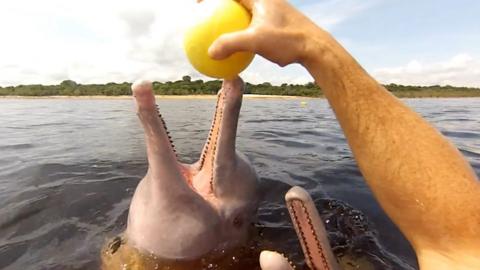 A physiotherapist working with wild dolphins in the Amazon river has helped more than 600 children.