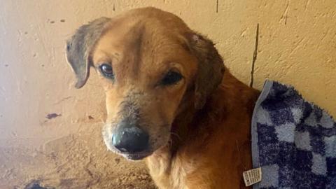 A head shot of a sandy-coloured dog looking at the camera. A chequered blue blanket is covering some of his body. 