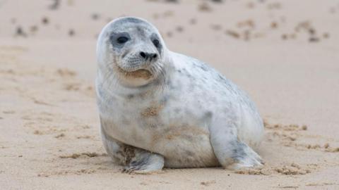 a grey seal lying on the sand facing the camera